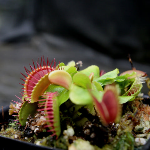 Purple Ambush Venus flytrap close up showing bright red traps with green leaves in a small pot