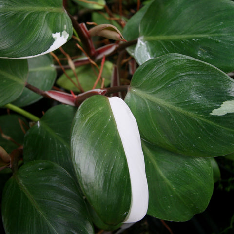 Philodendron White Knight showing glossy green leaves with white edge variegation and red stems.