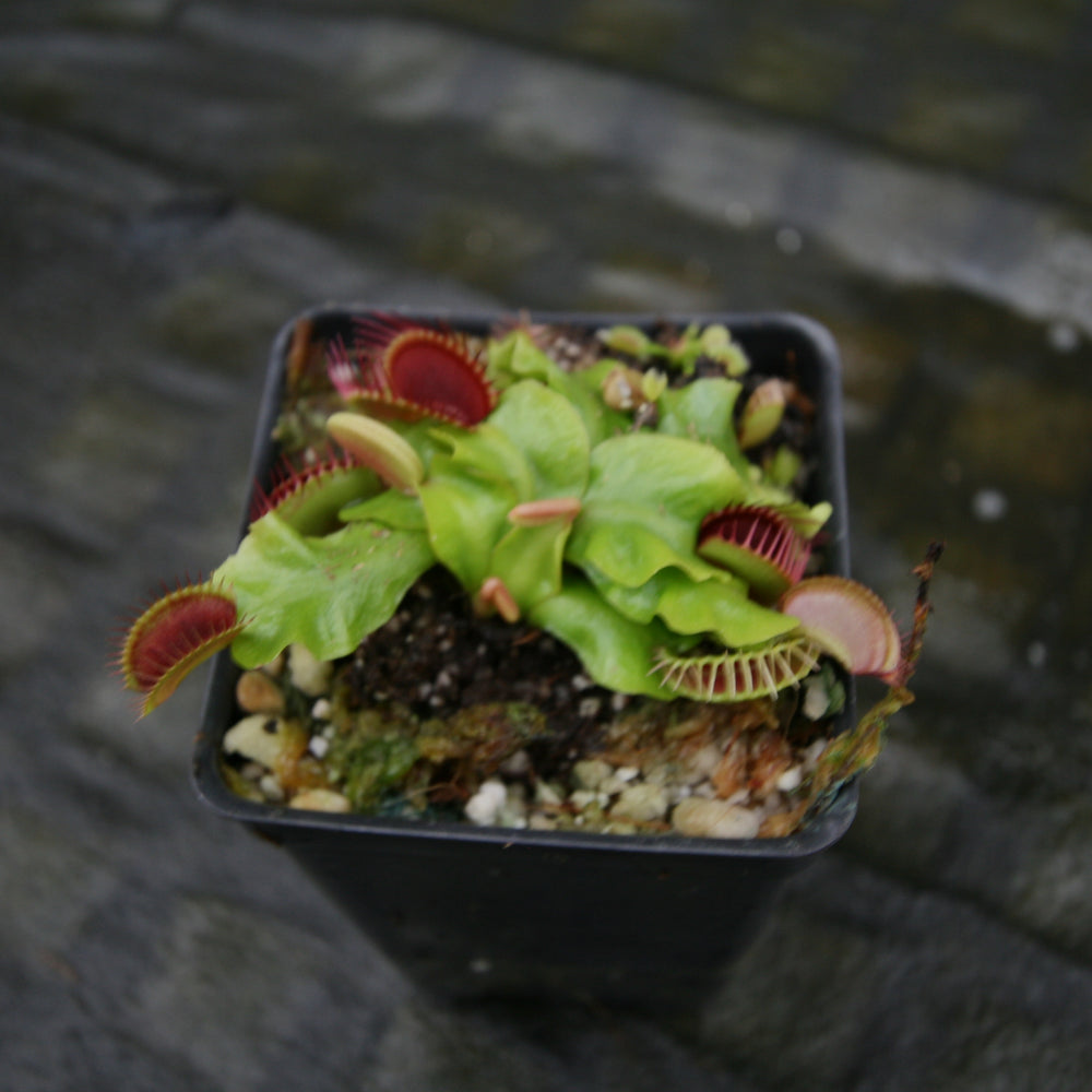 
                      
                        Venus Flytrap- Dionaea muscipula "Purple Ambush"
                      
                    