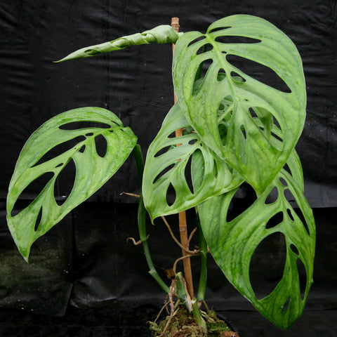 Monstera esqueleto with large split leaves supported by a stake against a black background.
