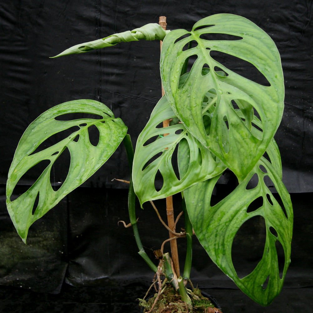 esqueleto monstera Monstera esqueleto – Carnivero