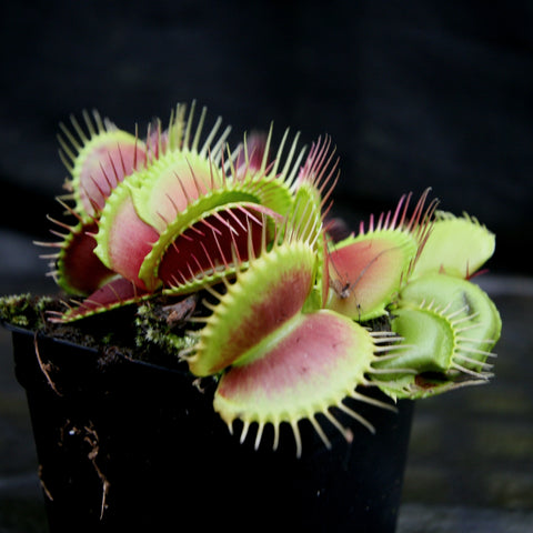 Venus flytrap B-52 with pink-tinted traps and long spines in a black pot