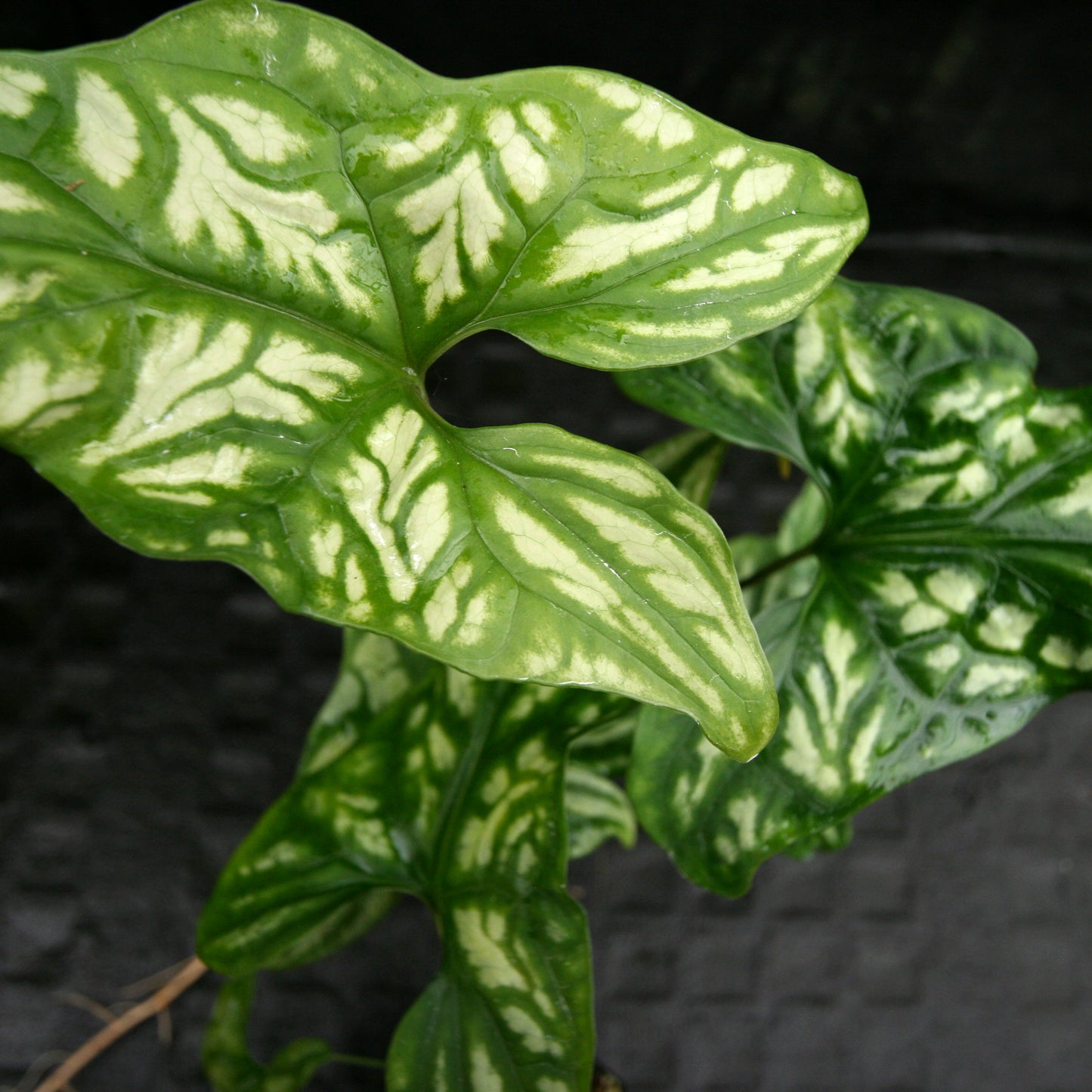 philodendron mirabilis Cercestis mirabilis – Carnivero