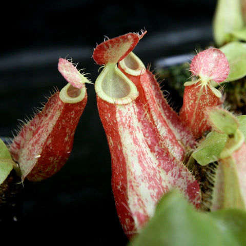 Nepenthes ampullaria x rafflesiana hybrid pitcher with red striped body and fringed lid CAR-0181.