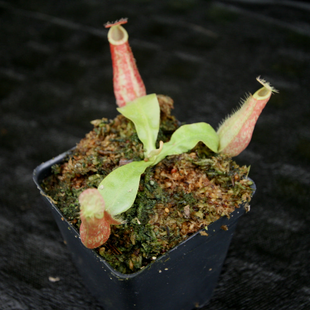 
                      
                        Nepenthes ampullaria 'Purple Striped' x rafflesiana 'Thick Lip', CAR-0181, pitcher plant, carnivorous plant, collectors plant, large pitchers, rare plants
                      
                    