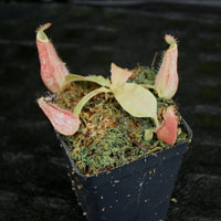 Nepenthes ampullaria 'Purple Striped' x rafflesiana 'Thick Lip', CAR-0181