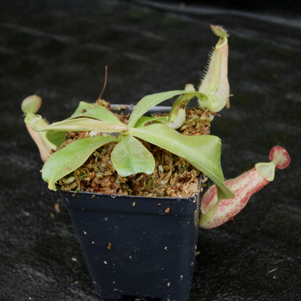 
                      
                        Nepenthes ampullaria 'Purple Striped' x rafflesiana 'Thick Lip', CAR-0181, pitcher plant, carnivorous plant, collectors plant, large pitchers, rare plants
                      
                    