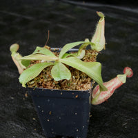 Nepenthes ampullaria 'Purple Striped' x rafflesiana 'Thick Lip', CAR-0181