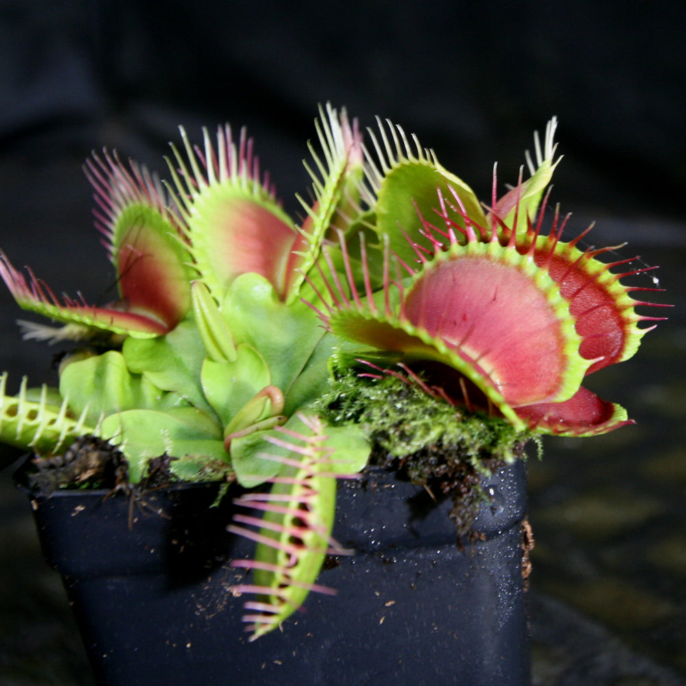 
                      
                        Venus Flytrap - Dionaea muscipula 'B-52'
                      
                    