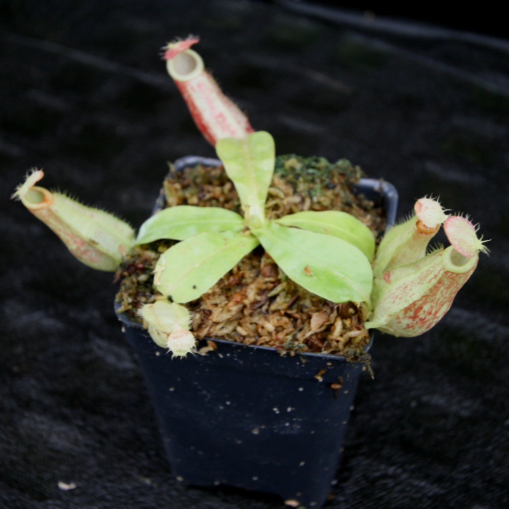 
                      
                        Nepenthes ampullaria 'Purple Striped' x rafflesiana 'Thick Lip', CAR-0181, pitcher plant, carnivorous plant, collectors plant, large pitchers, rare plants
                      
                    