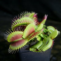 Venus Flytrap -Dionaea muscipula 'B-52'