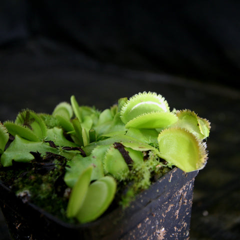 Green Sawtooth Venus Flytrap clusters with lime green traps and toothed edges in a pot.