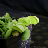 Dionaea muscipula 'Green Sawtooth'