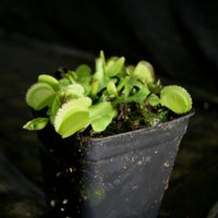 Dionaea muscipula 'Green Sawtooth'