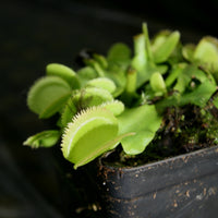 Dionaea muscipula 'Green Sawtooth'