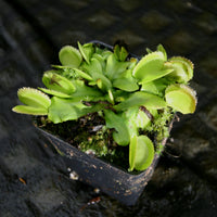 Dionaea muscipula 'Green Sawtooth'