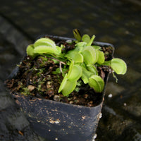 Dionaea muscipula 'Green Sawtooth'