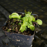Dionaea muscipula 'Green Sawtooth'