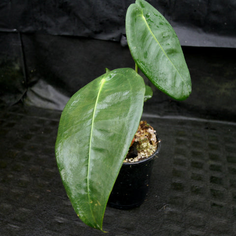 Anthurium peltigerum with two large glossy leaves in a small black pot.