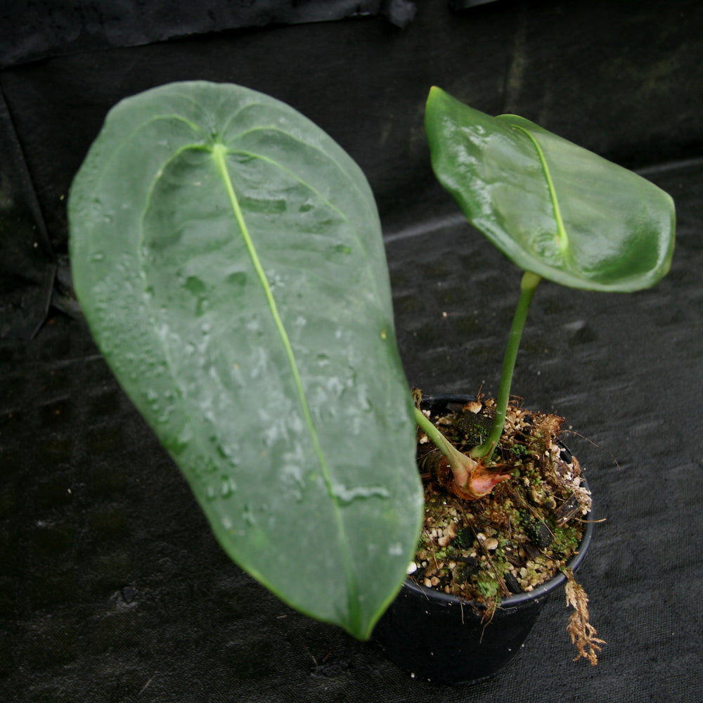 anthurium peltigerum for sale Anthurium peltigerum – Carnivero