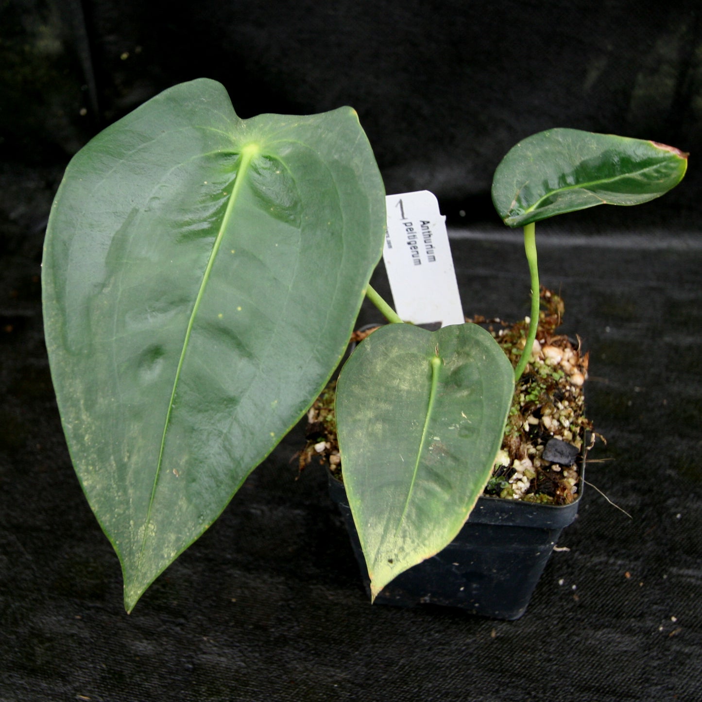 anthurium peltigerum Anthurium peltigerum – Carnivero