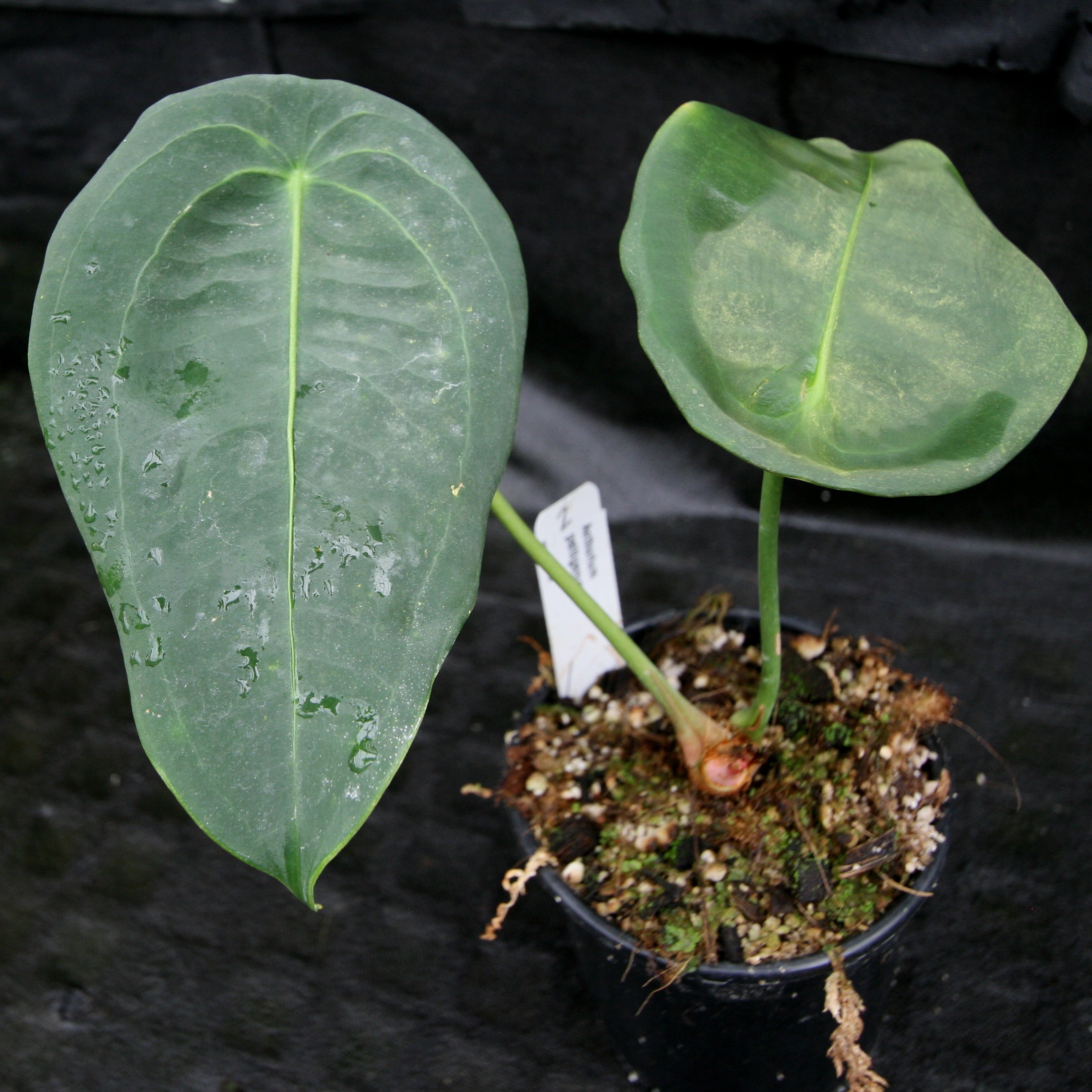その他観葉植物 Anthurium peltigerum Anthurium peltigerum – Carnivero