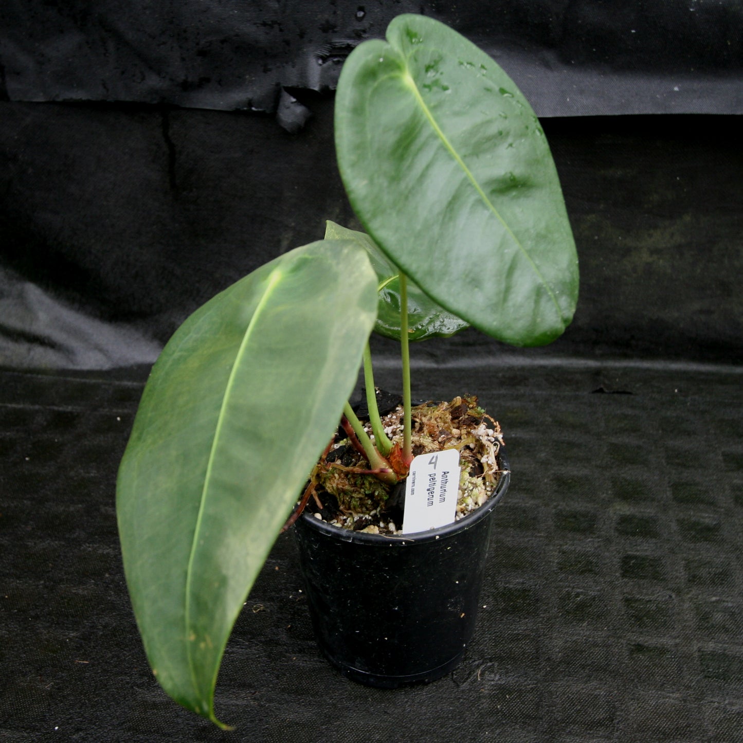 anthurium pyriforme Anthurium peltigerum – Carnivero