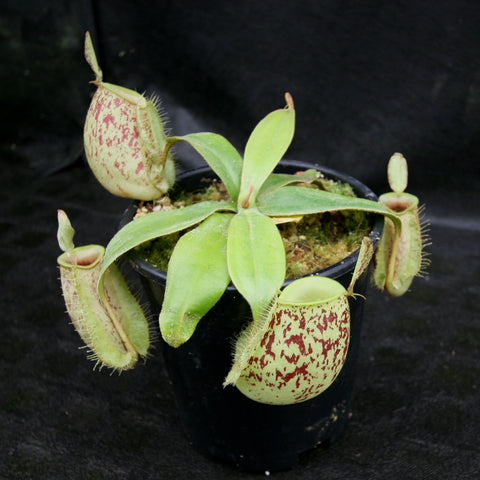 Nepenthes ampullaria from South Sulawesi with mottled green pitchers growing from a rosette in a pot