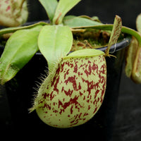 Nepenthes ampullaria South Sulawesi, CAR-0182