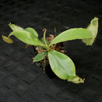 Nepenthes ampullaria South Sulawesi, CAR-0182