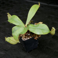 Nepenthes ampullaria South Sulawesi, CAR-0182