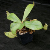 Nepenthes ampullaria South Sulawesi, CAR-0182