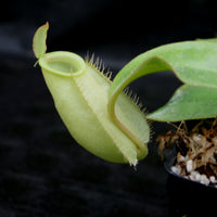 Nepenthes ampullaria South Sulawesi, CAR-0182