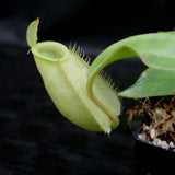 Nepenthes ampullaria South Sulawesi, CAR-0182