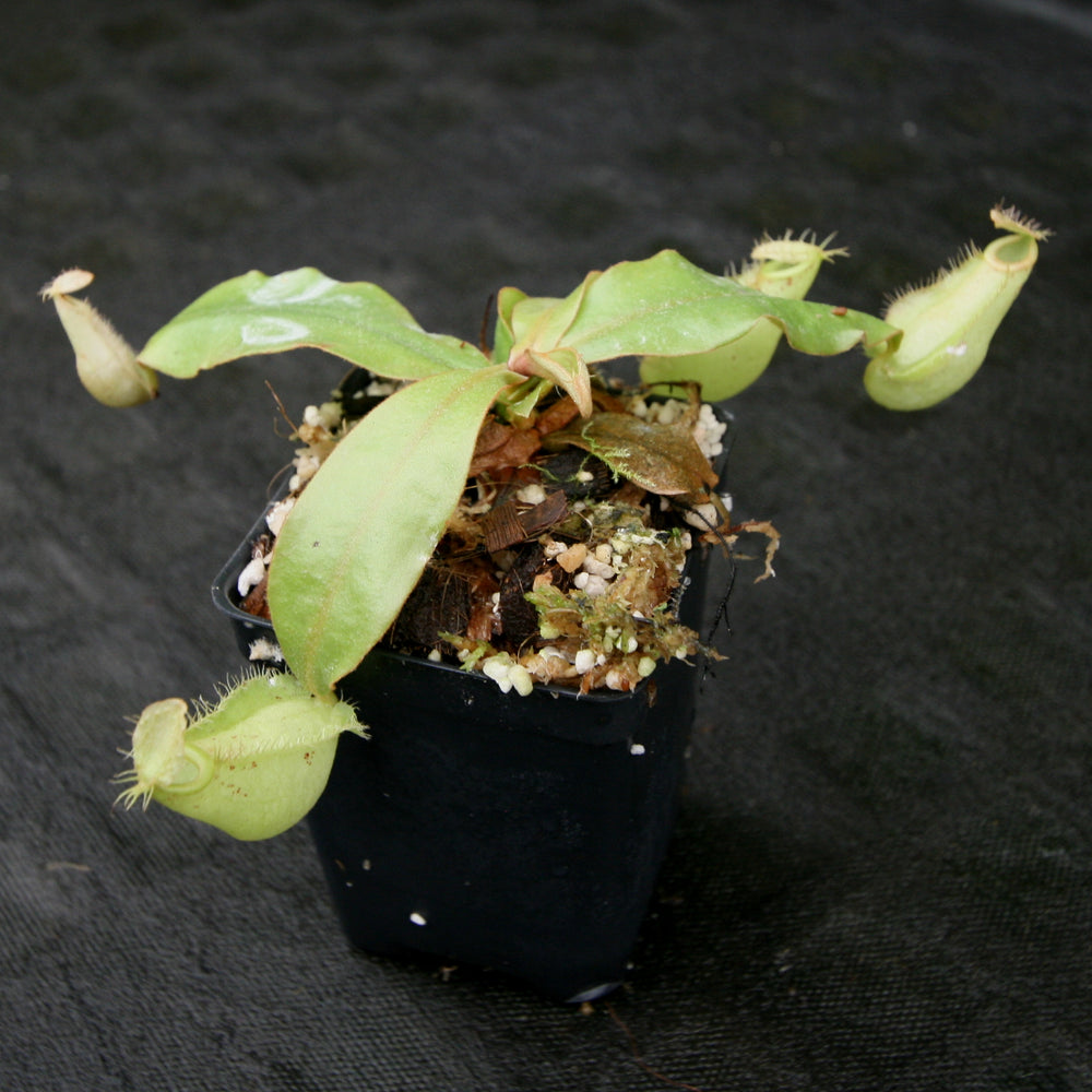 
                      
                        Nepenthes ampullaria South Sulawesi, CAR-0182
                      
                    