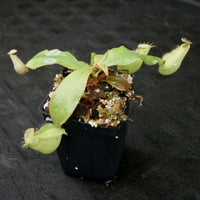 Nepenthes ampullaria South Sulawesi, CAR-0182