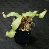 Nepenthes ampullaria South Sulawesi, CAR-0182