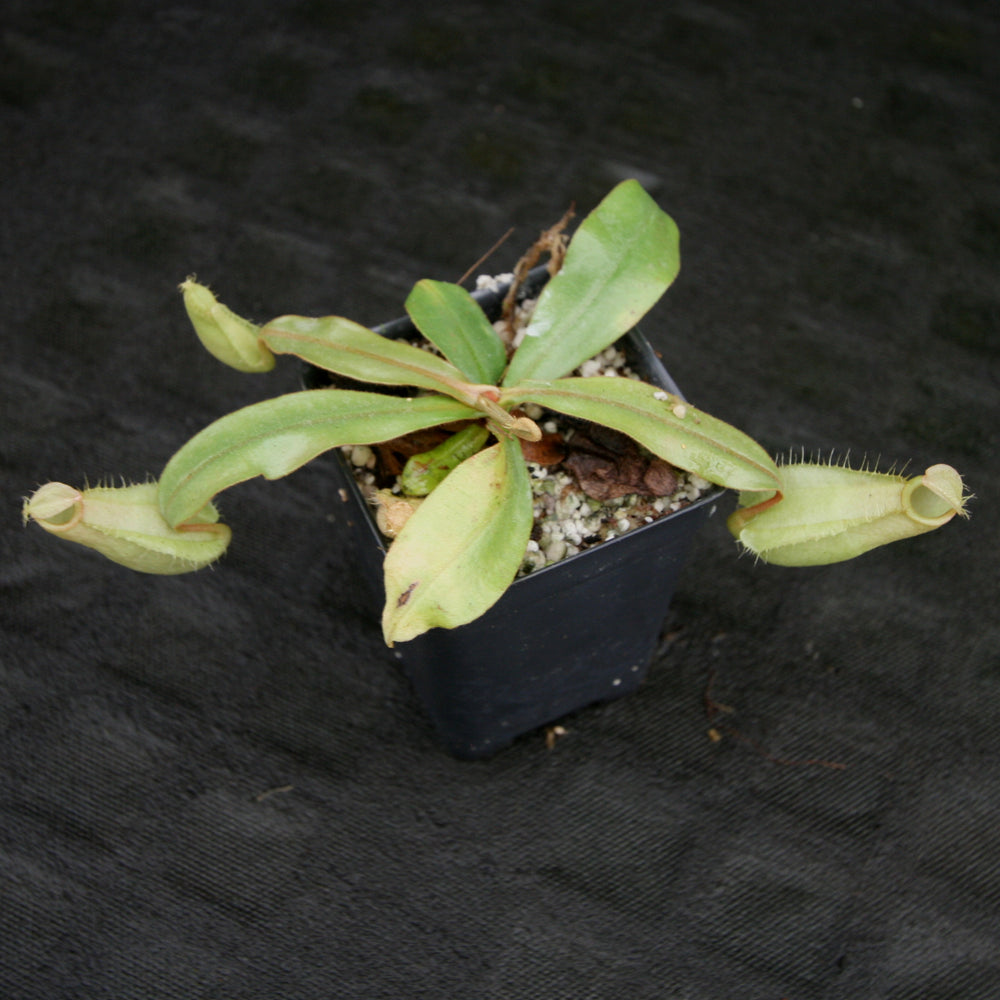 
                      
                        Nepenthes ampullaria South Sulawesi, CAR-0182
                      
                    