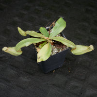 Nepenthes ampullaria South Sulawesi, CAR-0182