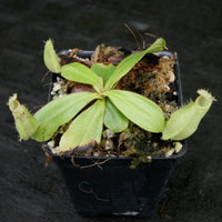 Nepenthes ampullaria South Sulawesi, CAR-0182