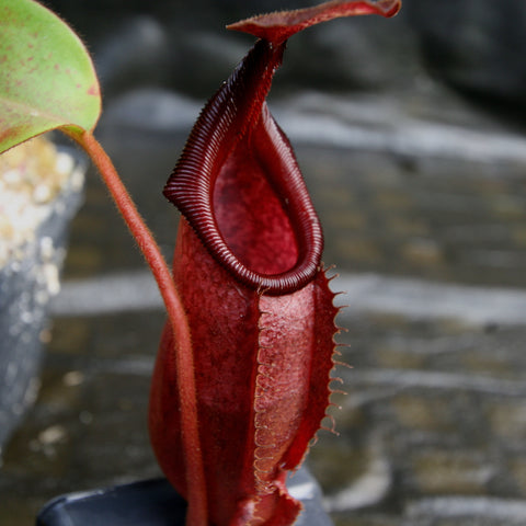 Crimson Nepenthes densiflora veitchii pitcher with ribbed lip and small curved lid.