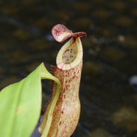 Nepenthes mirabilis var. echinostoma x {(Rokko x boschiana) x {[Rokko x (zakriana x spectabilis)] x TM}}, CAR-0217