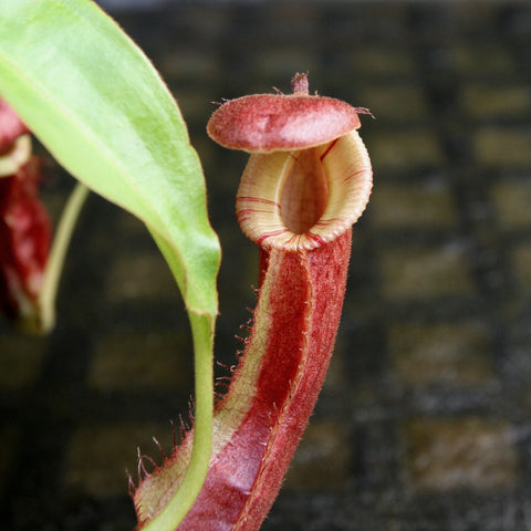 Close-up of a Nepenthes mirabilis hybrid pitcher with pale yellow body speckled with red and a wide red striped peristome