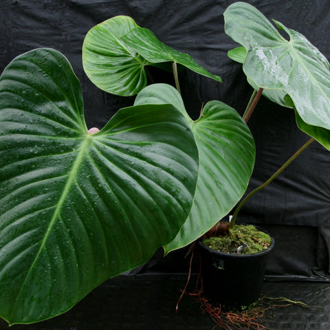 Philodendron nangaritense with large glossy heart shaped leaves on slender stems in a pot with moss