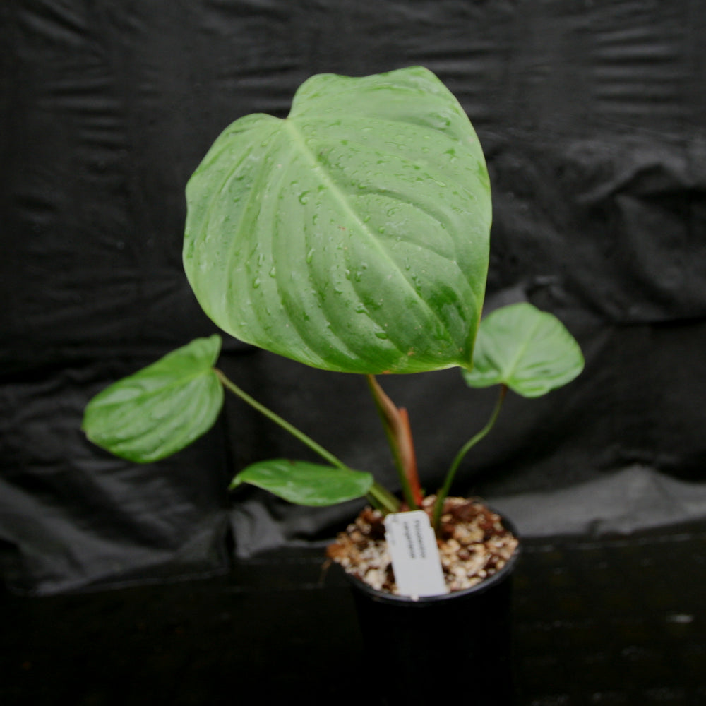 
                      
                        Philodendron nangaritense
                      
                    