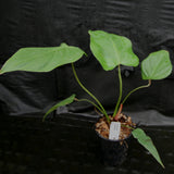 Philodendron nangaritense