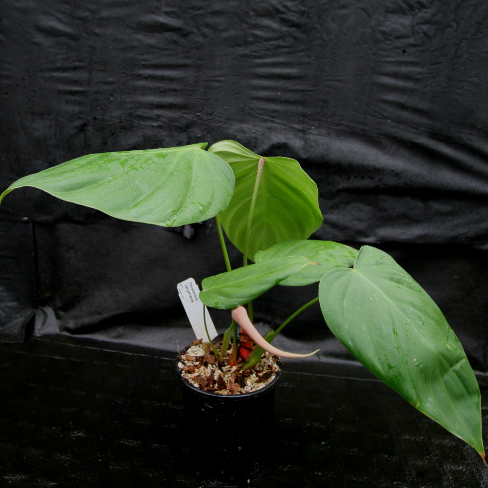 
                      
                        Philodendron nangaritense
                      
                    