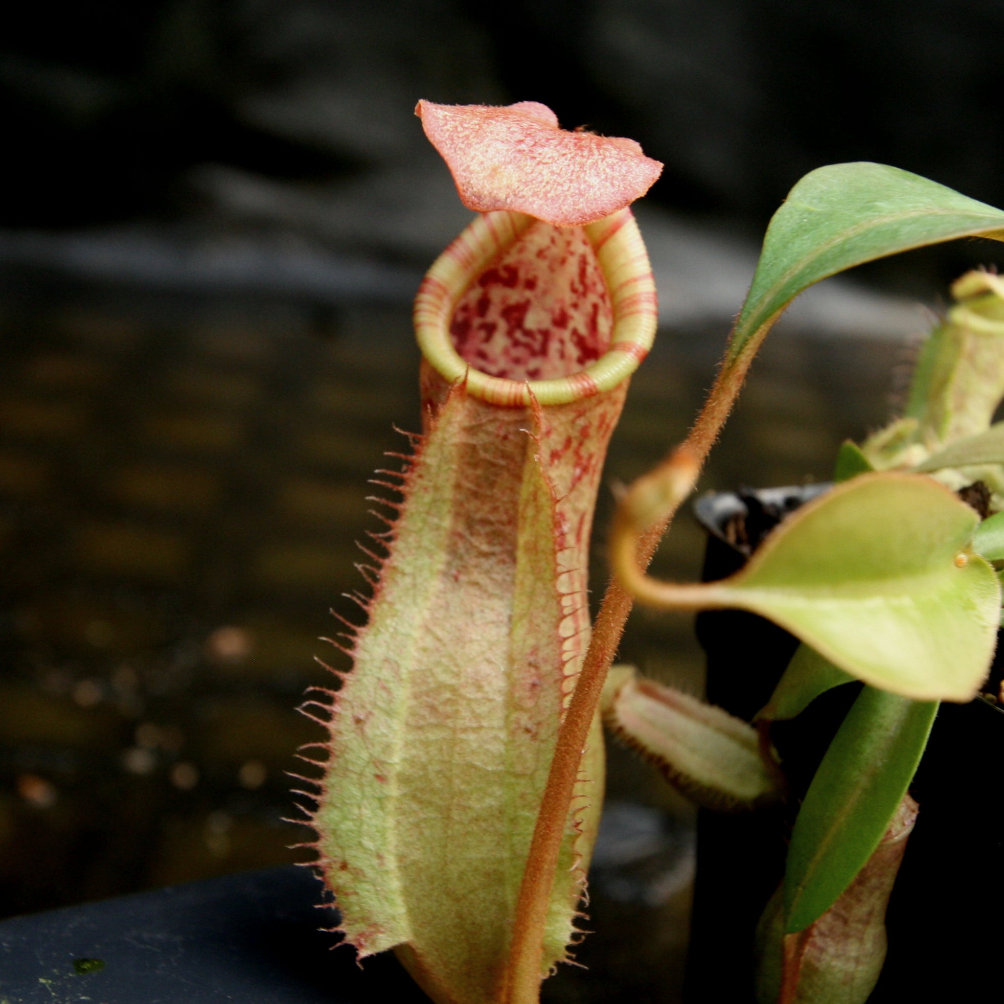 Nepenthes thorelii (d) x [(lowii x veitchii) x burbidgeae