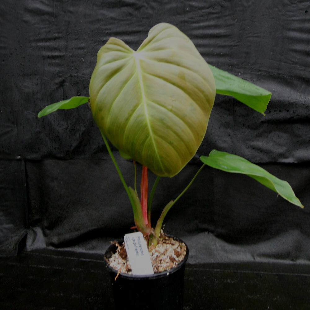 
                      
                        Philodendron nangaritense
                      
                    