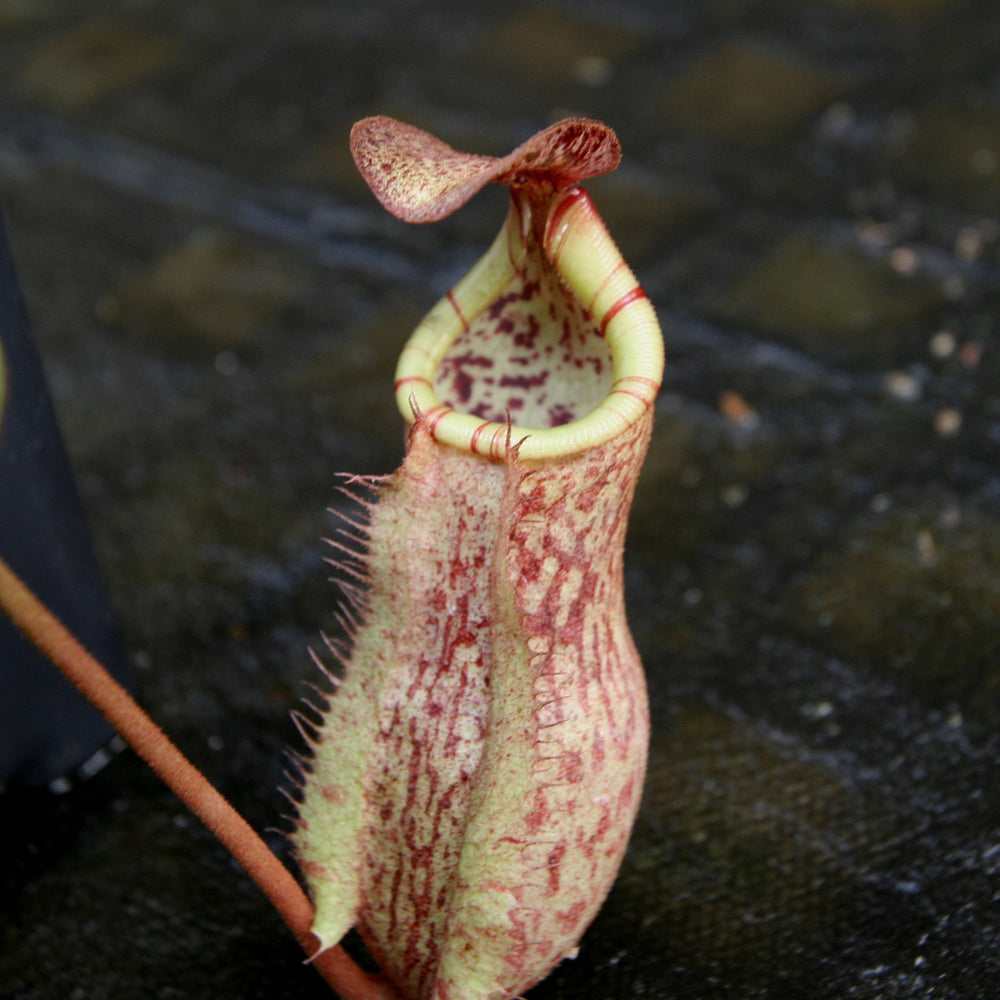 
                      
                        Nepenthes thorelii (d) x [(lowii x veitchii) x burbidgeae], CAR-0221, pitcher plant, carnivorous plant, collectors plant, large pitchers, rare plants
                      
                    